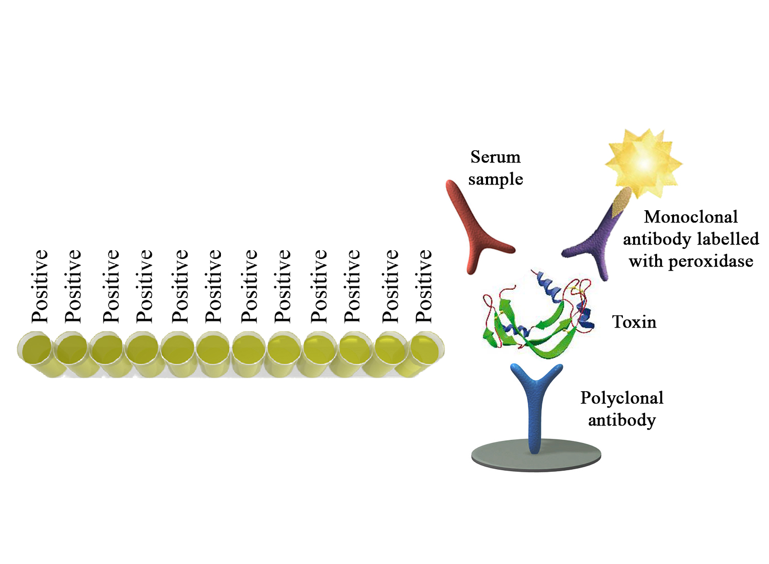 BIO K 222 - Monoscreen AbELISA Clostridium perfringens epsilon toxin / blocking